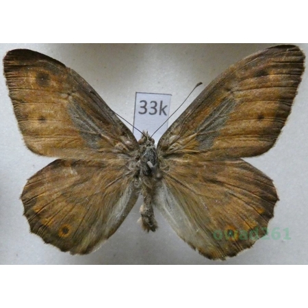 Hipparchia semele (Linnaeus, 1758) male Skalnik semele Czech33k
